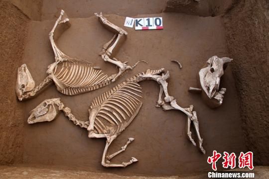 陕西西周墓葬群出土铭文青铜器:车马坑内发现牛